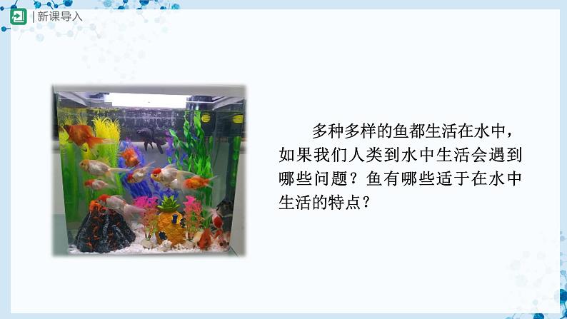 人教版八上生物  5.1.4 鱼（第2课时）课件+教案+分层练习+学案03