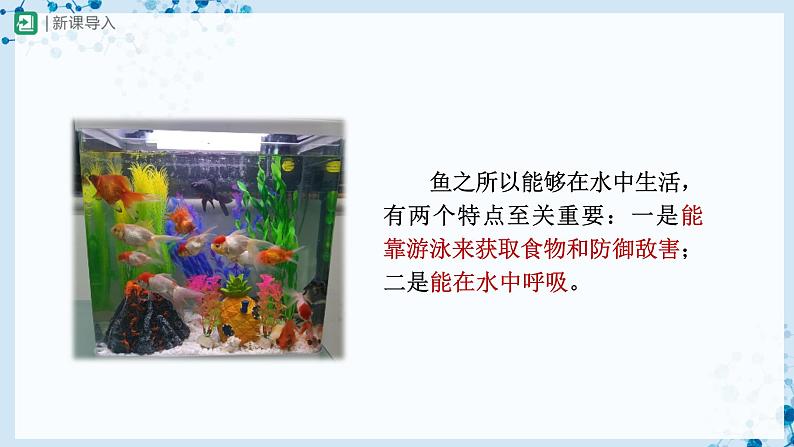 人教版八上生物  5.1.4 鱼（第2课时）课件+教案+分层练习+学案04
