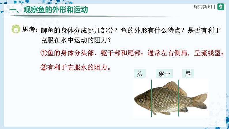 人教版八上生物  5.1.4 鱼（第2课时）课件+教案+分层练习+学案06