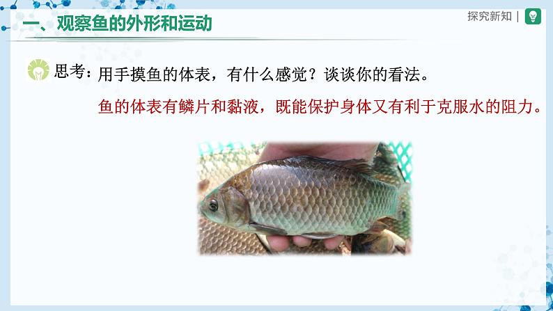 人教版八上生物  5.1.4 鱼（第2课时）课件+教案+分层练习+学案07