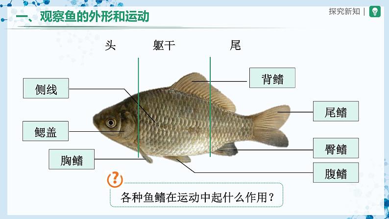人教版八上生物  5.1.4 鱼（第2课时）课件+教案+分层练习+学案08
