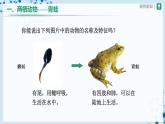 人教版八上生物  5.1.5 两栖动物和爬行动物（第1课时）课件+教案+分层练习+学案