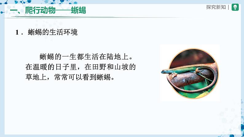 人教版八上生物  5.1.5 两栖动物和爬行动物（第2课时）课件+教案+分层练习+学案06