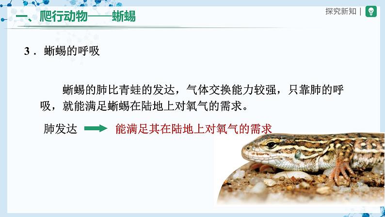 人教版八上生物  5.1.5 两栖动物和爬行动物（第2课时）课件+教案+分层练习+学案08