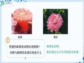 人教版八上生物  5.1.1 腔肠动物和扁形动物（第1课时）课件+教案+分层练习+学案