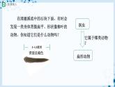 人教版八上生物  5.1.1 腔肠动物和扁形动物（第2课时）课件+教案+分层练习+学案