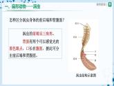 人教版八上生物  5.1.1 腔肠动物和扁形动物（第2课时）课件+教案+分层练习+学案