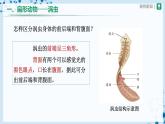 【人教版】八上生物  5.1.1 腔肠动物和扁形动物（第2课时）（课件+教案+学案+分层练习）