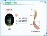 人教版八上生物  5.1.1 腔肠动物和扁形动物（第2课时）课件+教案+分层练习+学案