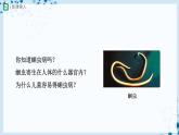 人教版八上生物  5.1.2 線形動(dòng)物和環(huán)節(jié)動(dòng)物（第1課時(shí)）課件+教案+分層練習(xí)+學(xué)案