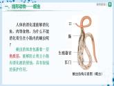 人教版八上生物  5.1.2 線形動(dòng)物和環(huán)節(jié)動(dòng)物（第1課時(shí)）課件+教案+分層練習(xí)+學(xué)案
