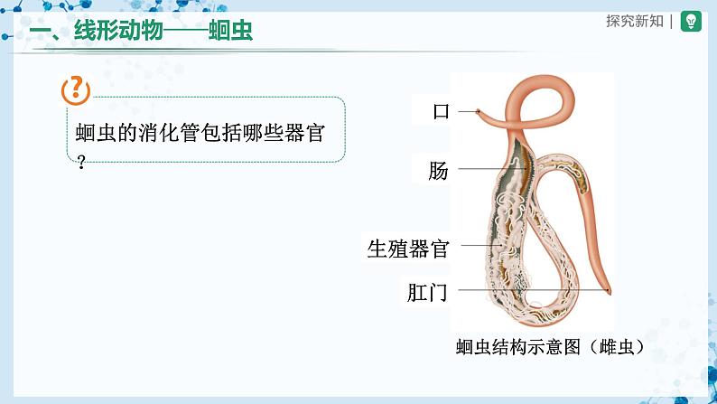 人教版八上生物  5.1.2 线形动物和环节动物（第1课时）课件+教案+分层练习+学案06