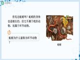 人教版八上生物  5.1.2 線形動(dòng)物和環(huán)節(jié)動(dòng)物（第2課時(shí)）課件+教案+分層練習(xí)+學(xué)案