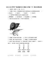 2022-2023学年广东省梅州市大埔县七年级（下）期末生物试卷（含解析）