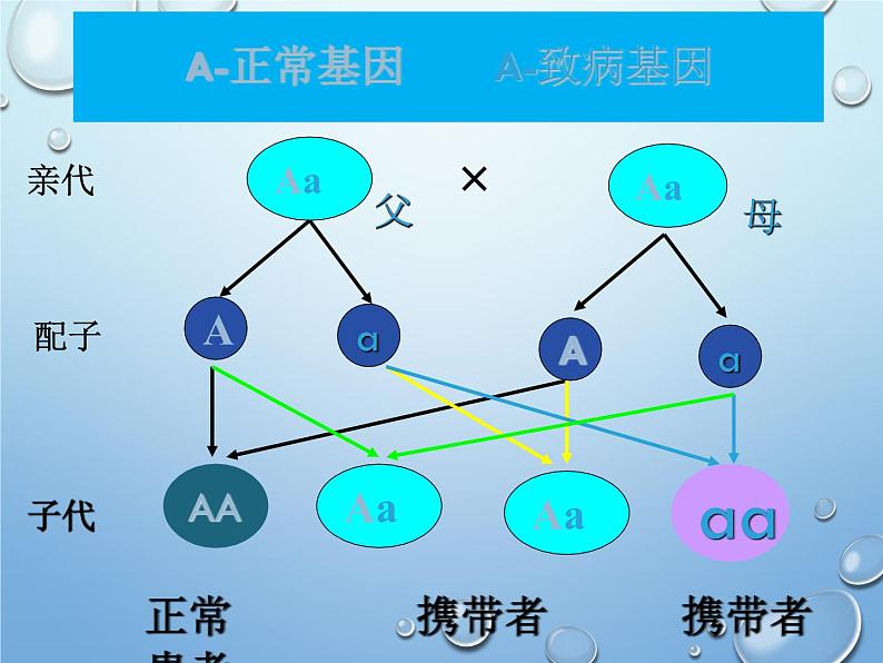 第二十章第六节 遗传病和人类健康-2023-2024学年八年级生物上册同步优质课件（北师大版）08