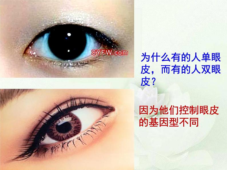 第二十章第五节 遗传与环境-2023-2024学年八年级生物上册同步优质课件（北师大版）第2页