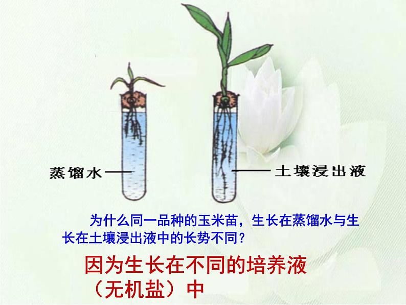 第二十章第五节 遗传与环境-2023-2024学年八年级生物上册同步优质课件（北师大版）第4页