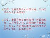 第二十章第四节 性别和性别决定-2023-2024学年八年级生物上册同步优质课件（北师大版）