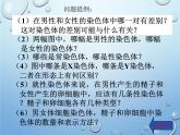 第二十章第四节 性别和性别决定-2023-2024学年八年级生物上册同步优质课件（北师大版）