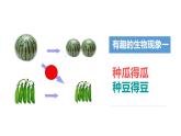 第二十章第三节 性状遗传有一定的规律-2023-2024学年八年级生物上册同步优质课件（北师大版）