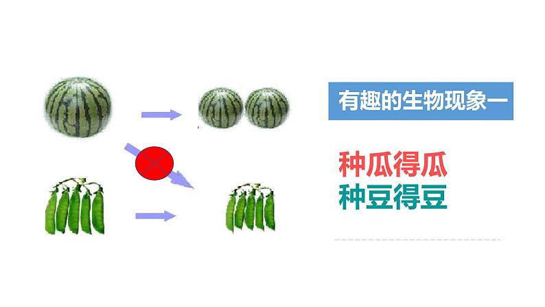 第二十章第三节 性状遗传有一定的规律-2023-2024学年八年级生物上册同步优质课件（北师大版）04