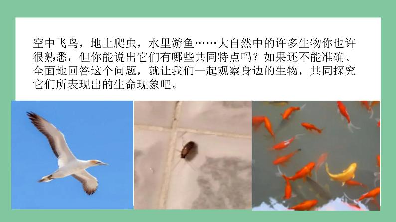 济南版生物七上 1.1.1 生物的基本特征（课件PPT)第4页