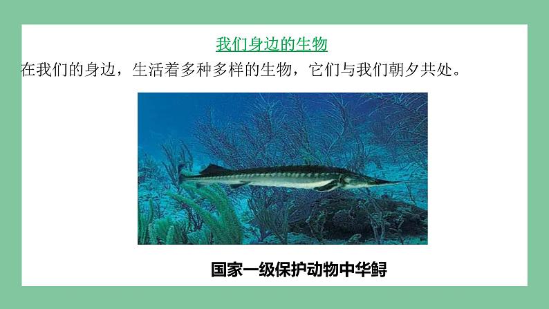 济南版生物七上 1.1.1 生物的基本特征（课件PPT)05