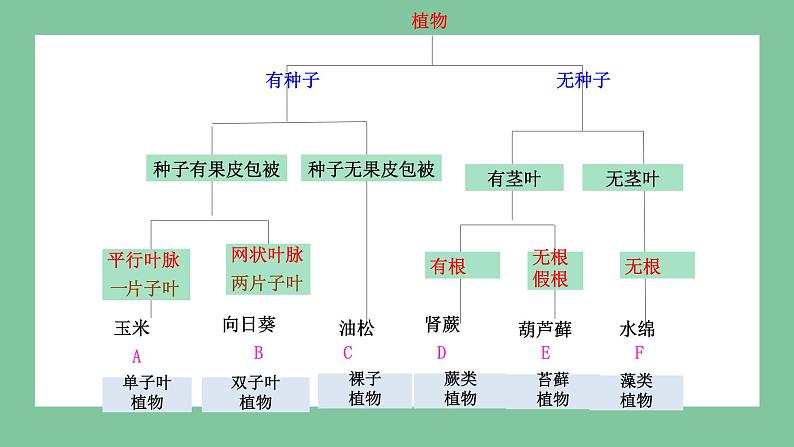 济南版生物七上 2.4.1 生物分类的方法（课件PPT)06