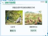 人教版八上生物  5.2.2 先天性行为和学习行为（第1课时）课件+教案+分层练习+学案