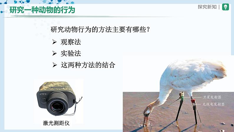 人教版八上生物  5.2.2 先天性行为和学习行为（第2课时）课件+教案+分层练习+学案03