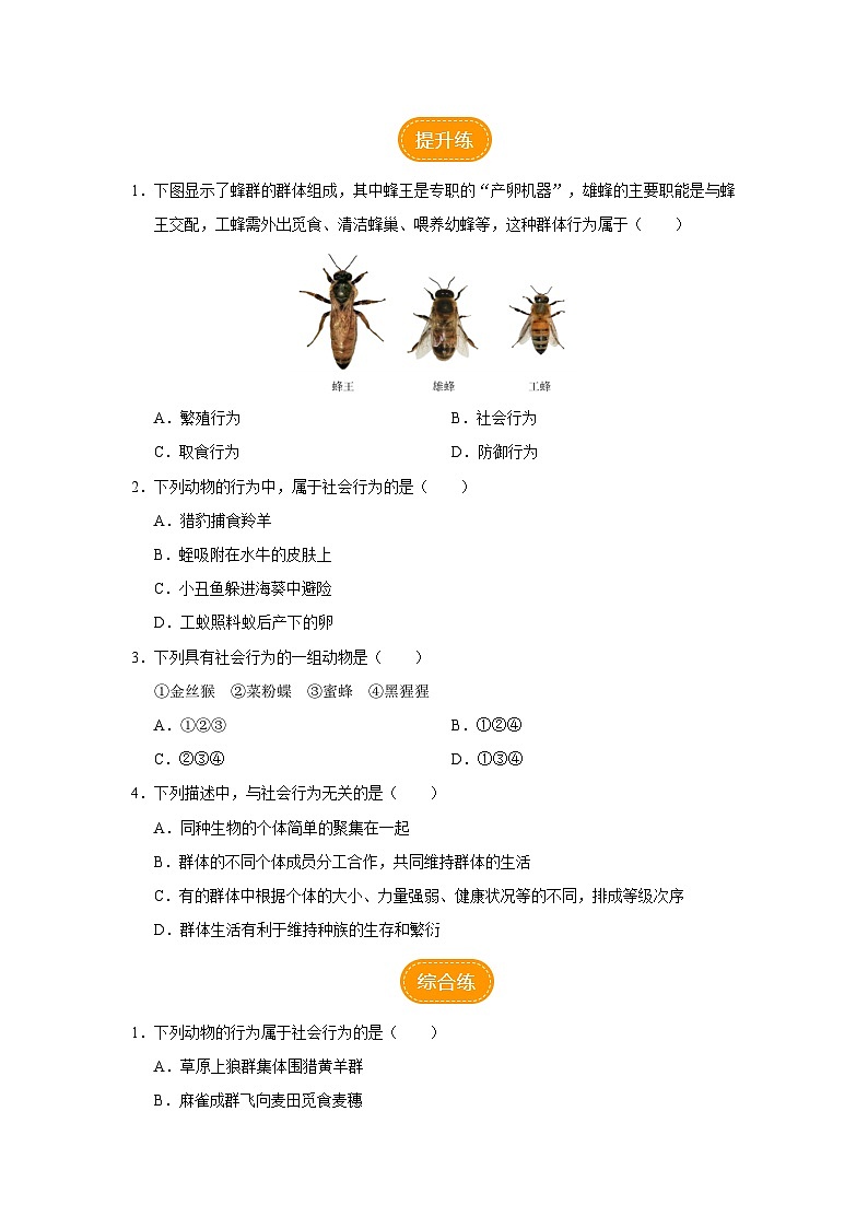 人教版八上生物  5.2.3 社会行为（第1课时）课件+教案+分层练习+学案02