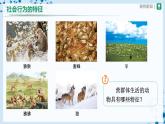 人教版八上生物  5.2.3 社会行为（第1课时）课件+教案+分层练习+学案