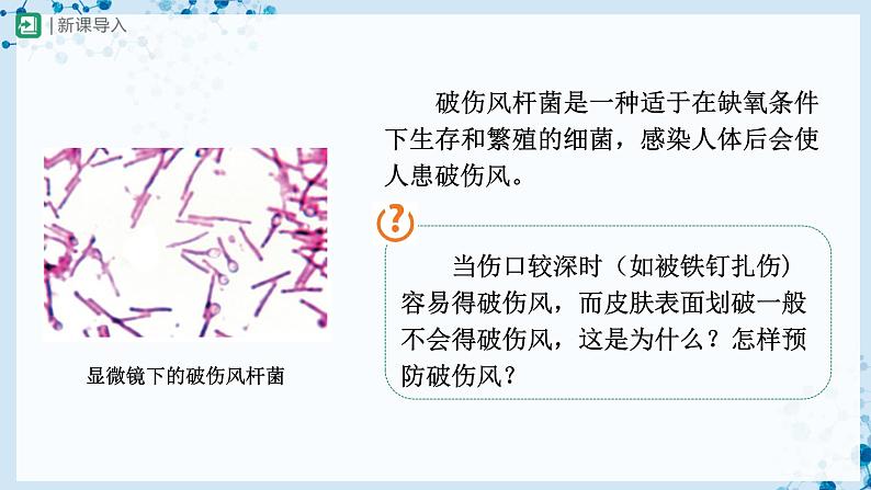 人教版八上生物  5.4.2 细菌课件+教案+分层练习+学案02