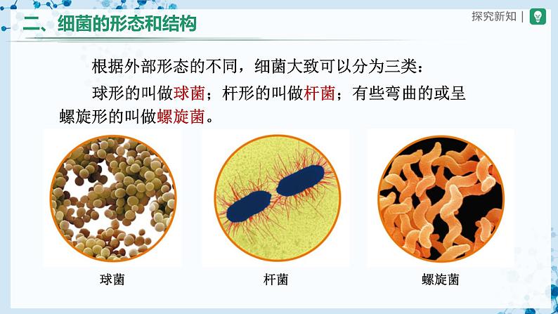 人教版八上生物  5.4.2 细菌课件+教案+分层练习+学案08