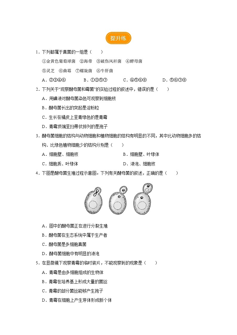 人教版八上生物  5.4.3 真菌（第1课时）课件+教案+分层练习+学案02