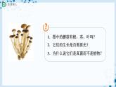 人教版八上生物  5.4.3 真菌（第1课时）课件+教案+分层练习+学案