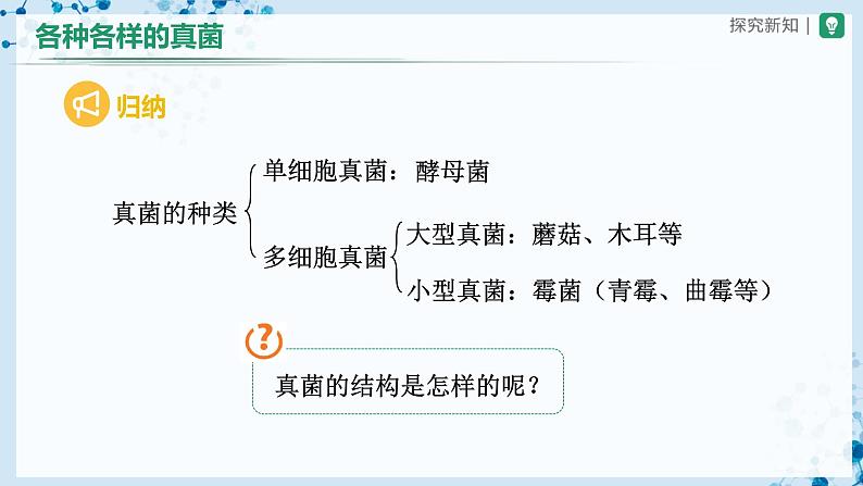 人教版八上生物  5.4.3 真菌（第1课时）课件+教案+分层练习+学案06