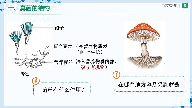 人教版八上生物  5.4.3 真菌（第2课时）课件+教案+分层练习+学案06