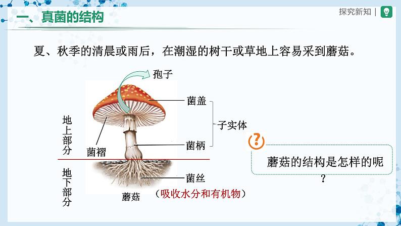 人教版八上生物  5.4.3 真菌（第2课时）课件+教案+分层练习+学案07