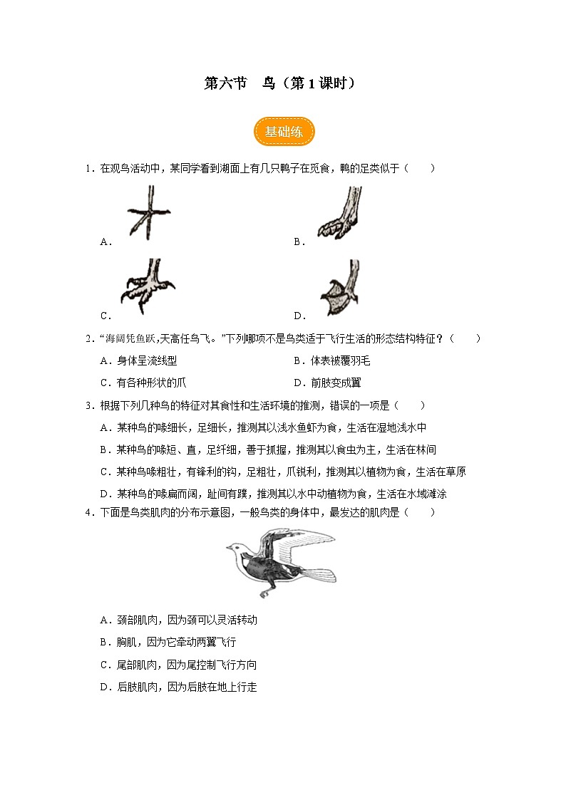 人教版八上生物  5.1.6 鸟（第1课时）课件+教案+分层练习+学案01