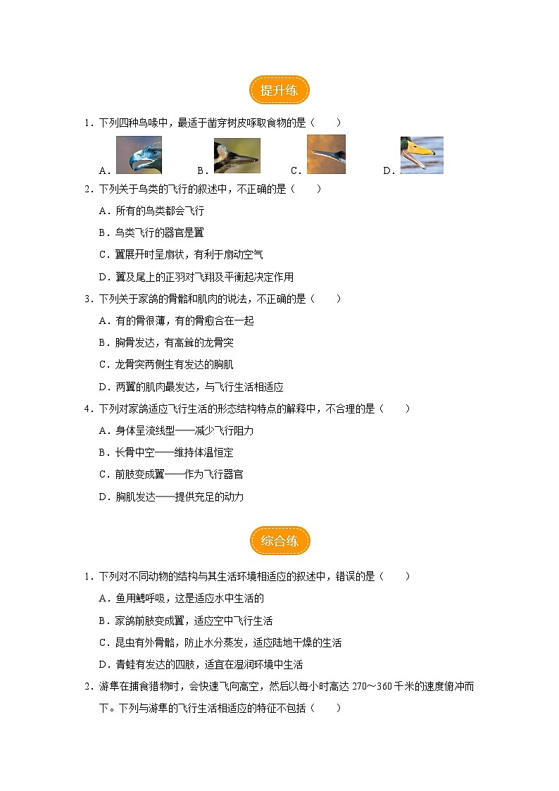 人教版八上生物  5.1.6 鸟（第1课时）课件+教案+分层练习+学案02