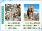 人教版八上生物  5.1.7 哺乳动物课件+教案+分层练习+学案