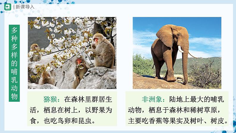 人教版八上生物  5.1.7 哺乳动物课件+教案+分层练习+学案02