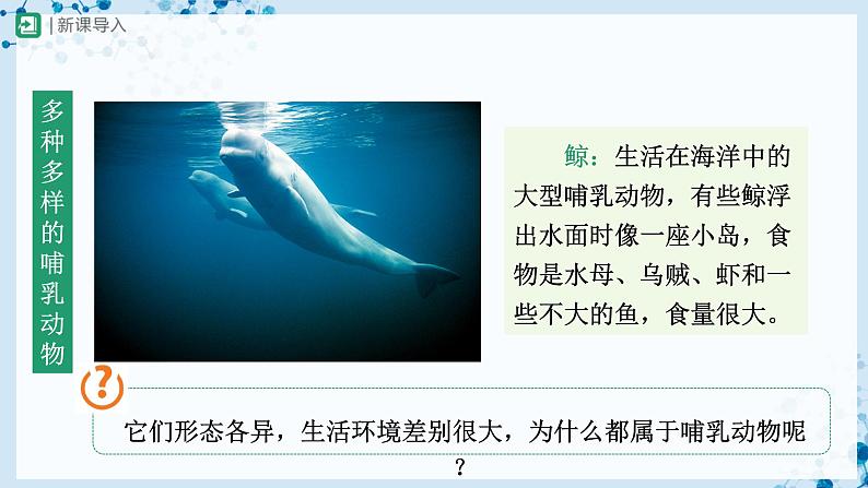 人教版八上生物  5.1.7 哺乳动物课件+教案+分层练习+学案04