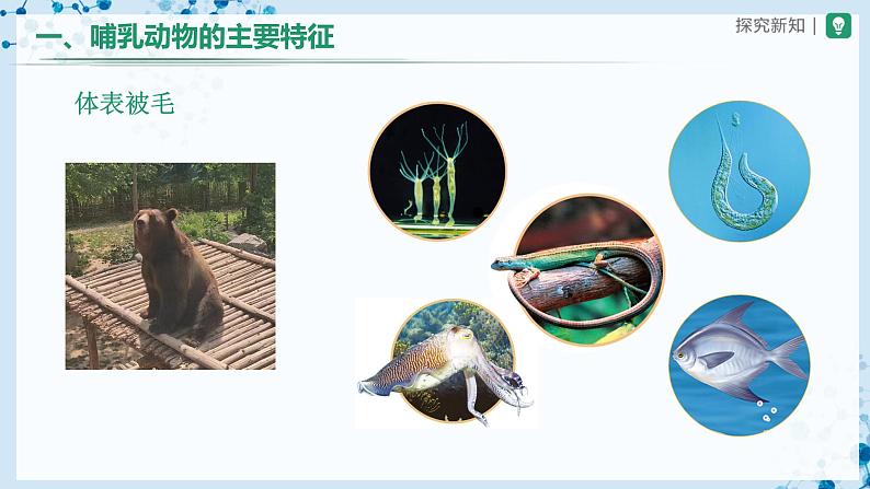 人教版八上生物  5.1.7 哺乳动物课件+教案+分层练习+学案05