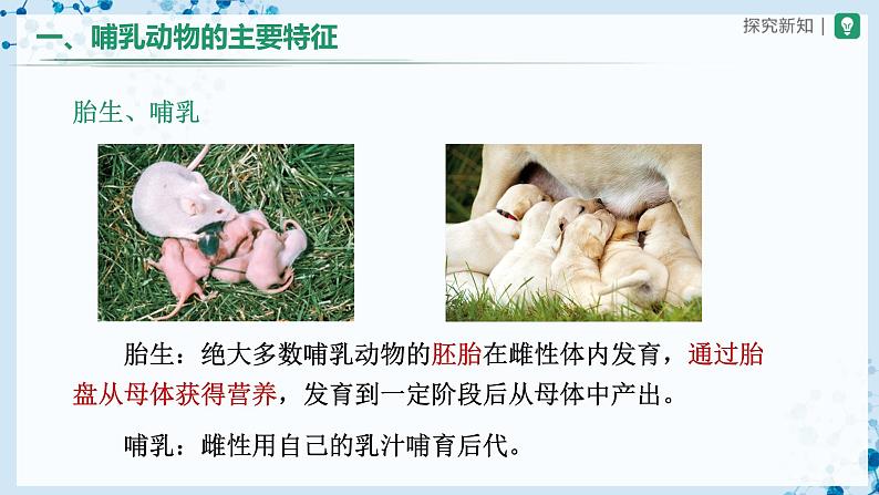 人教版八上生物  5.1.7 哺乳动物课件+教案+分层练习+学案08