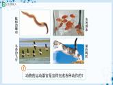 人教版八上生物  5.2.1 动物的运动课件+教案+分层练习+学案