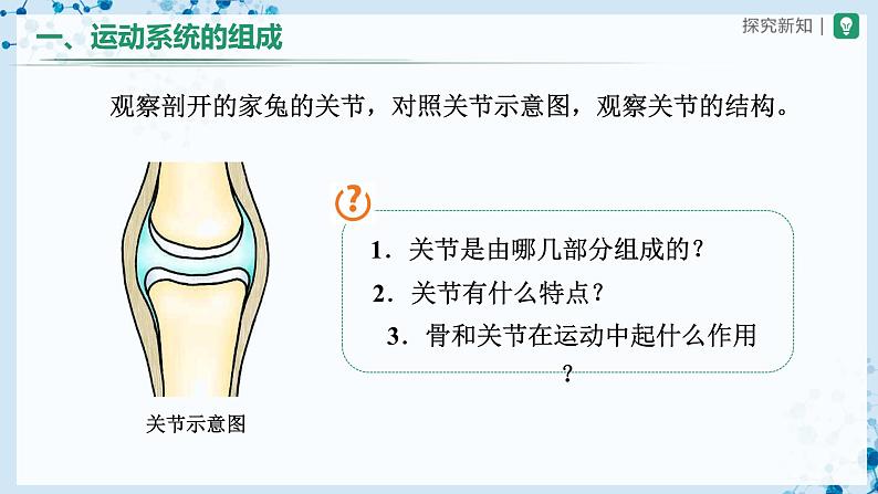 人教版八上生物  5.2.1 动物的运动课件+教案+分层练习+学案07