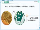 人教版八上生物  5.4.1 细菌和真菌的分布课件+教案+分层练习+学案