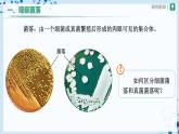 【人教版】八上生物  5.4.1 细菌和真菌的分布（课件+教案+学案+分层练习）